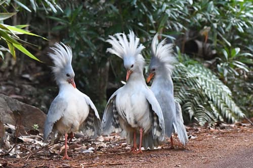 Kagu