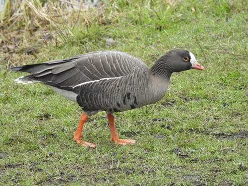 Lesser White-fronted Goose