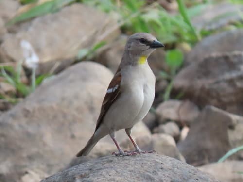 Yellow-throated Sparrow