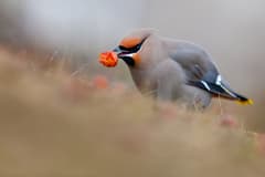 Bohemian Waxwing