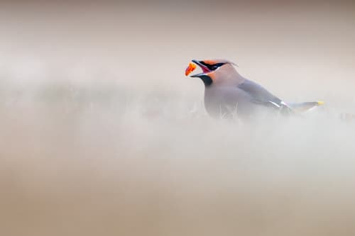 Bohemian Waxwing