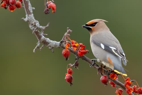 Bohemian Waxwing