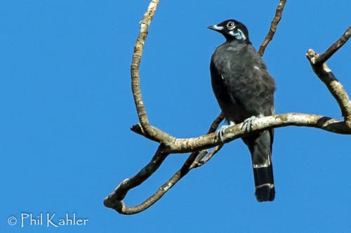 Bare-necked Fruitcrow