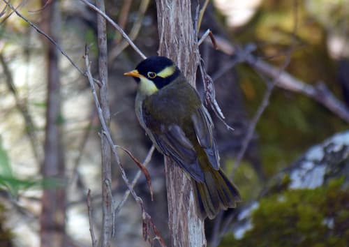 Strong-billed Honeyeater