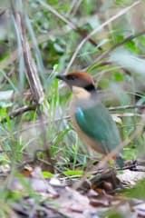 Noisy Pitta