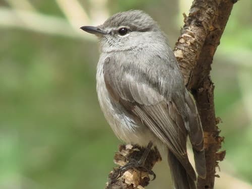 Ashy Flycatcher