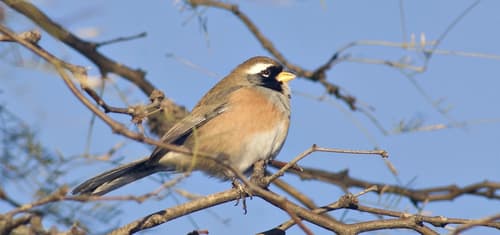 Many-colored Chaco Finch