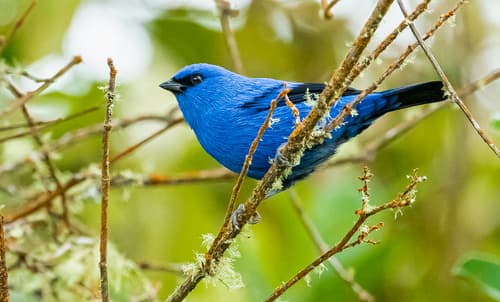 Blue-and-black Tanager