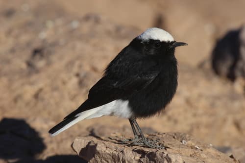 White-crowned Wheatear