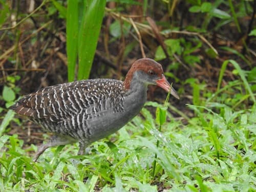 Slaty-breasted Rail
