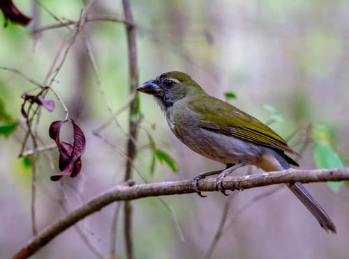 Lesser Antillean Saltator