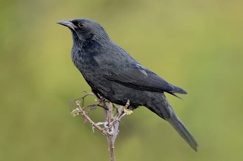 Chopí Blackbird