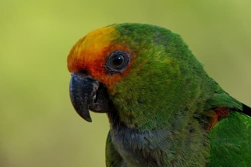 Golden-capped Parakeet