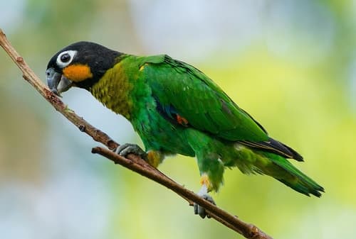 Orange-cheeked Parrot