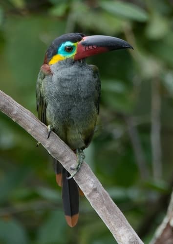 Guianan Toucanet