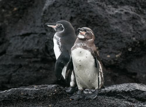 Galapagos Penguin