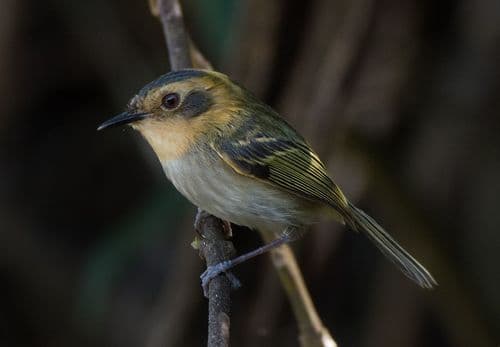 Ochre-faced Tody-Flycatcher