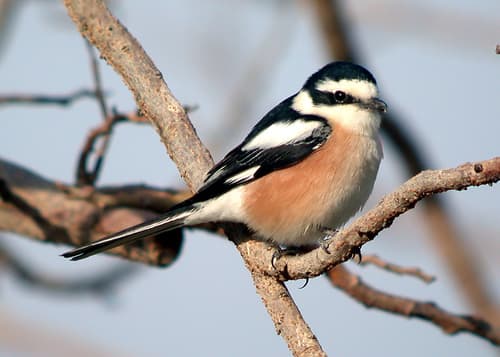 Masked Shrike