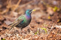 European Starling