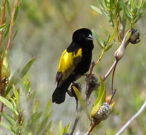 Yellow Bishop