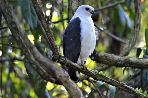 White-necked Hawk