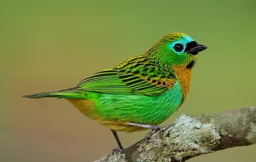 Brassy-breasted Tanager