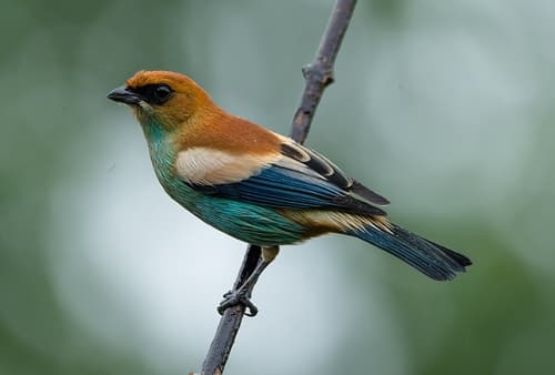 Chestnut-backed Tanager