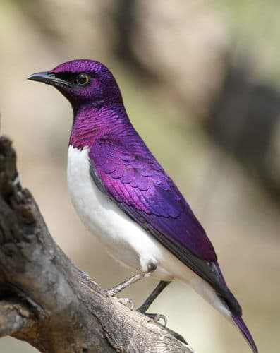 Violet-backed Starling