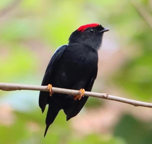 Lance-tailed Manakin