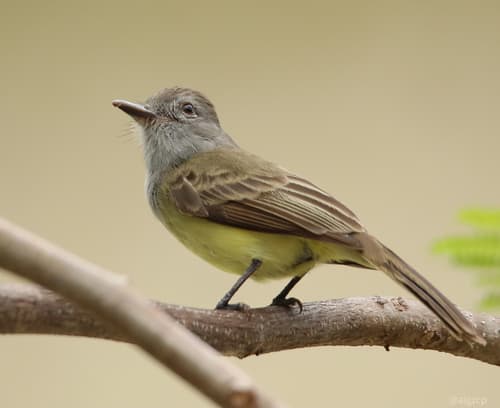 Panama Flycatcher