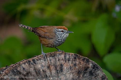 Spot-breasted Wren
