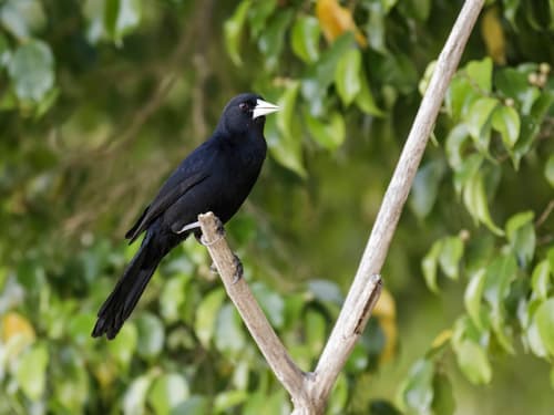 Solitary Black Cacique