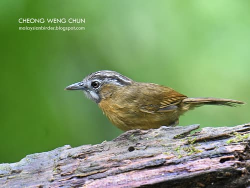 Grey-throated Babbler