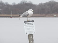 Ring-billed Gull