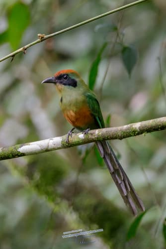 Rufous-capped Motmot