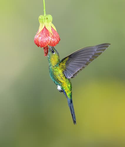 Sapphire-vented Puffleg