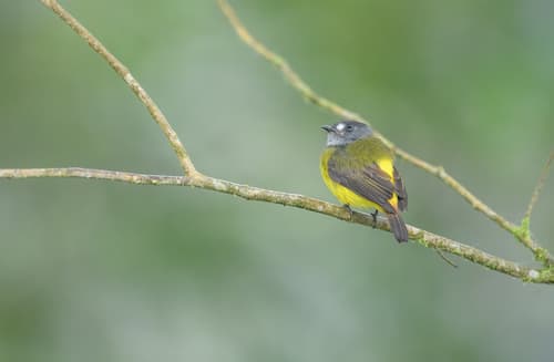 Ornate Flycatcher