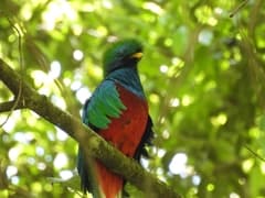 Resplendent Quetzal