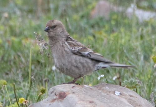 Plain Mountain-Finch