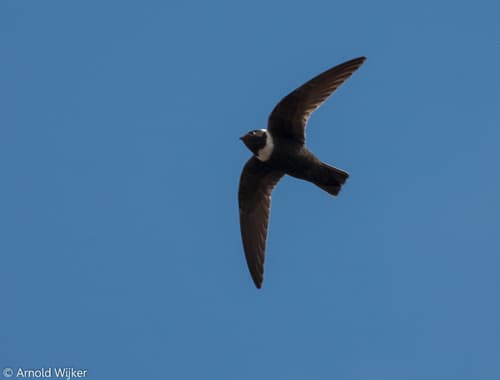 White-collared Swift