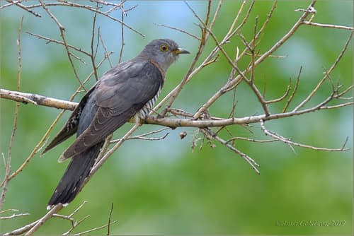 Oriental Cuckoo