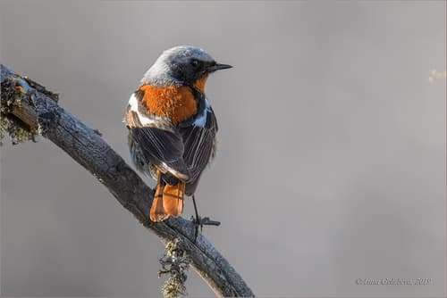 Rufous-backed Redstart