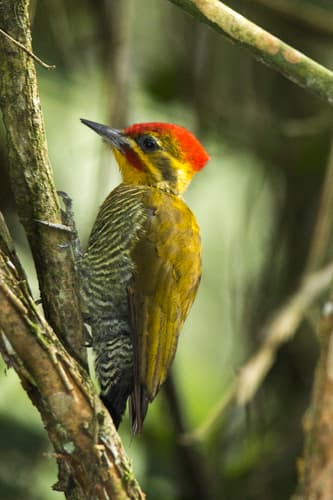 White-browed Woodpecker