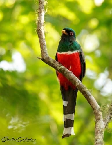Mountain Trogon