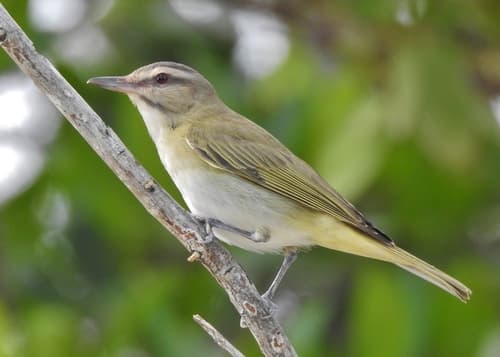 Black-whiskered Vireo