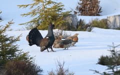 Western Capercaillie