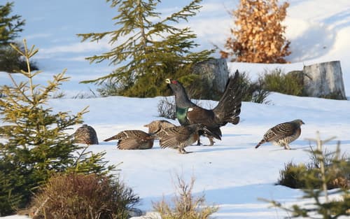 Western Capercaillie
