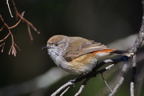Chestnut-rumped Thornbill