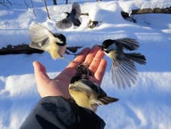 Black-capped Chickadee
