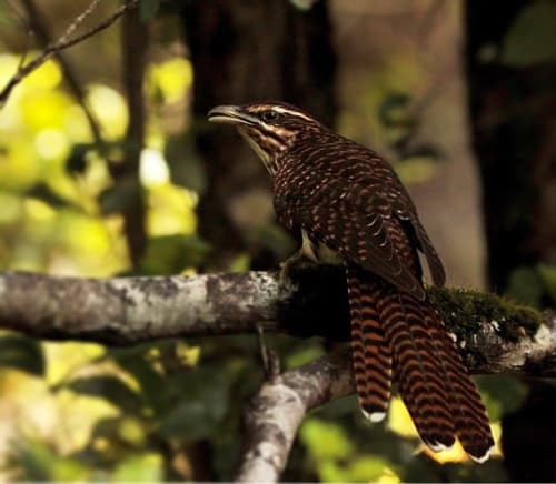 Pacific Long-tailed Cuckoo